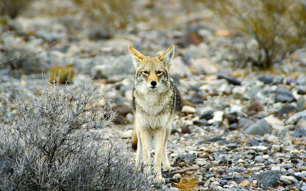 california coyote