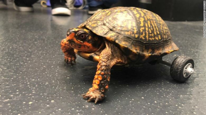 Vets Build Special Wheelchair for Box Turtle Who Lost Both Rear Legs