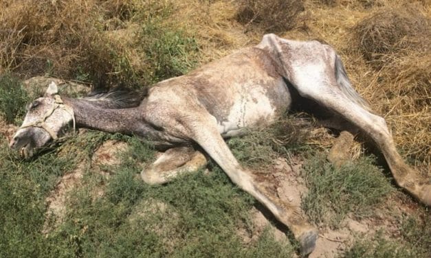SIGN: Justice for Horse Starved and Left to Die in Field