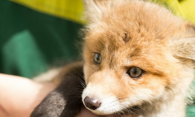 SIGN: Justice for Terrified Fox Cubs Fed Alive to Hounds