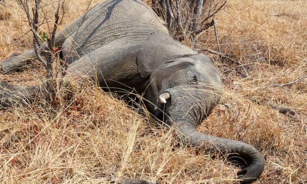 SIGN: Stop Killing Baby Elephants with Horrific ‘Jaw Exploders’