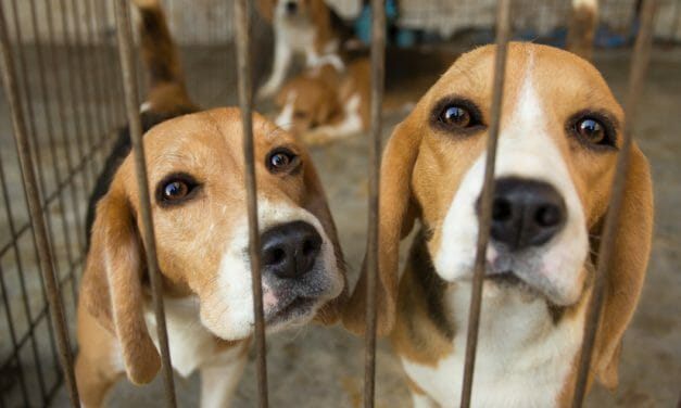 SIGN: Stop Cruel Puppy Mill from Selling Dogs to Medical Research