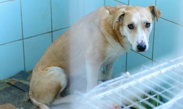 Sign: Justice for 20 Dead Dogs Found in Freezer of Cruel Breeder