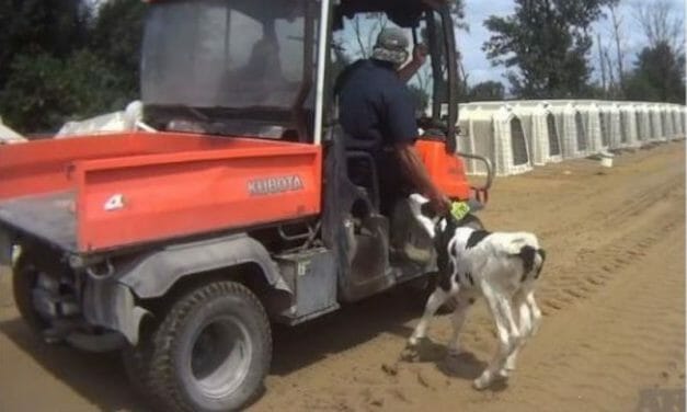 3 Workers Who Kicked and Beat Newborn Calves at Indiana Dairy Farm Charged With Animal Cruelty