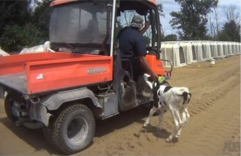 dairy farm abuse