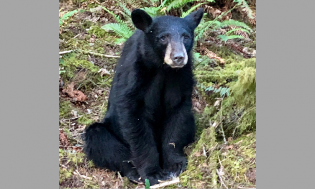 SIGN: Justice for Black Bear Shot Dead Just for Being Too Friendly