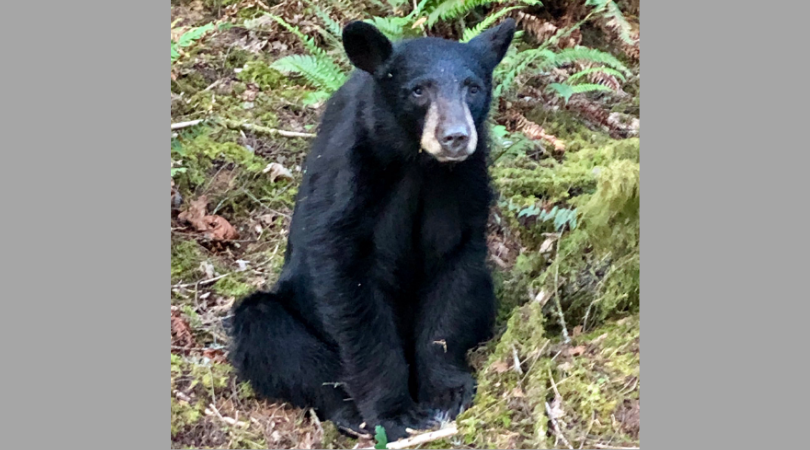 Black bear shot in Oregon