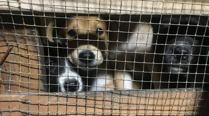 Puppies in the dog meat industry in Indonesia