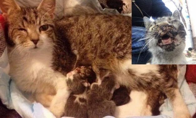 Pregnant Keti Lost an Eye From Being Kicked — But Thanks to Heroic Rescuer, She’s a Healthy Mom of Three!
