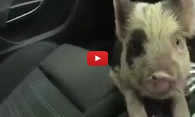 VIDEO: Police Officers Rescue Adorable Pig from Busy Road