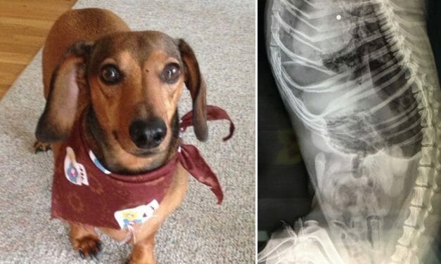 Sign: Justice for Buddy, Dachshund Shot Dead While Playing In His Yard