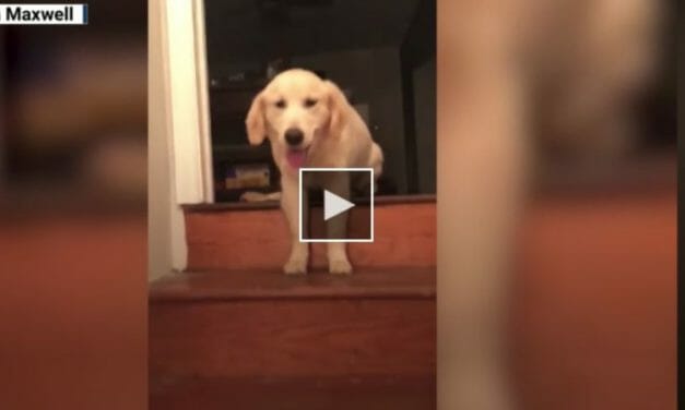 VIDEO: Puppy Learns to Walk Down Steps by Imitating Her 3-Legged Brother