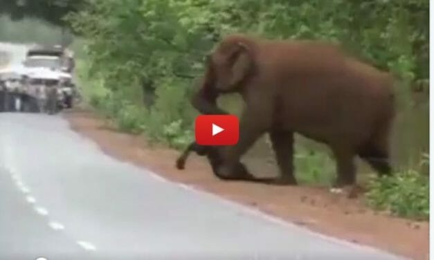 VIDEO: Elephant Carries the Body of Dead Calf in Heartbreaking Funeral Procession