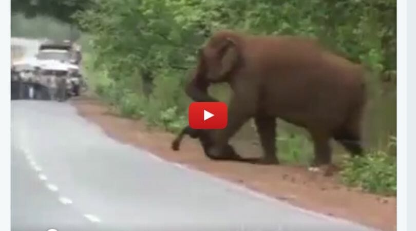 Adult elephant carrying dead baby elephant