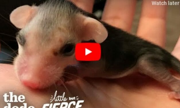 VIDEO: Tiny Possum, Once the Size of Chapstick, is All Grown Up