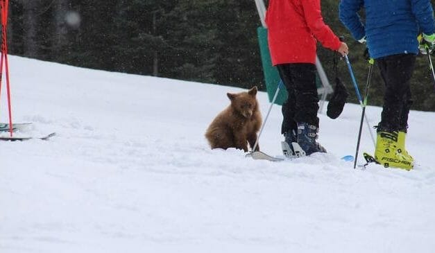 PETITION UPDATE: Friendly Bear Cub May Soon Be Released Back Into the Wild