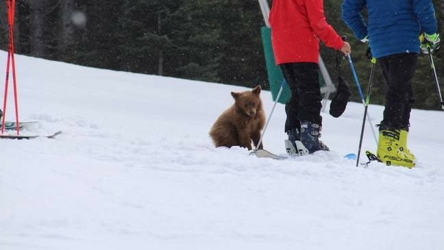 Friendly bear cub in the snow