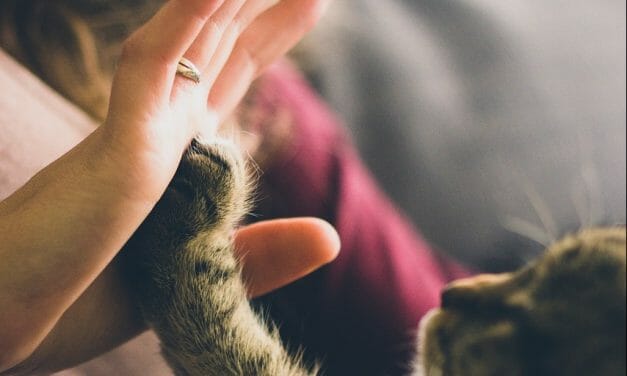 Cat Declawing Is About to Be Banned in New York State