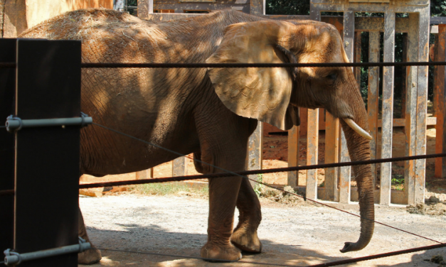 This Zoo Is Finally Closing Its Cruel Elephant Exhibit for Good