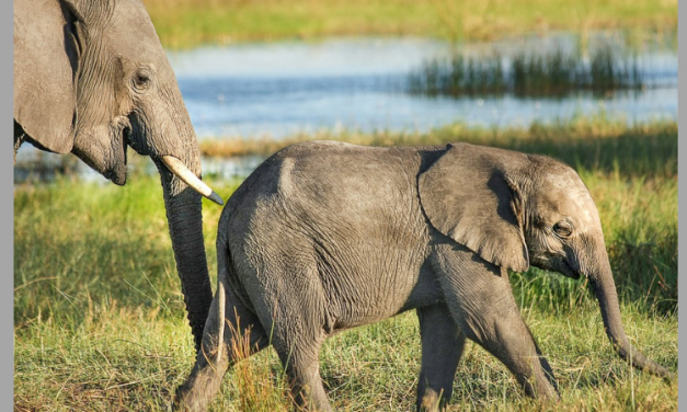 Good News! Elephant Poaching is Down As Ivory Demand Declines