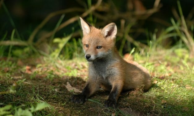 Huntsman Guilty of Feeding Live Fox Cubs to Hounds Receives Suspended Sentence