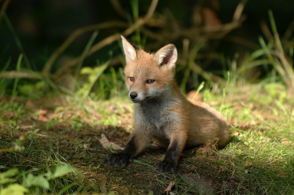 cute fox cub