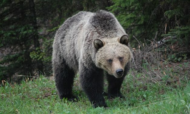 The US Government Is Trying to Overturn Protections that Save Grizzly Bears from Trophy Hunters