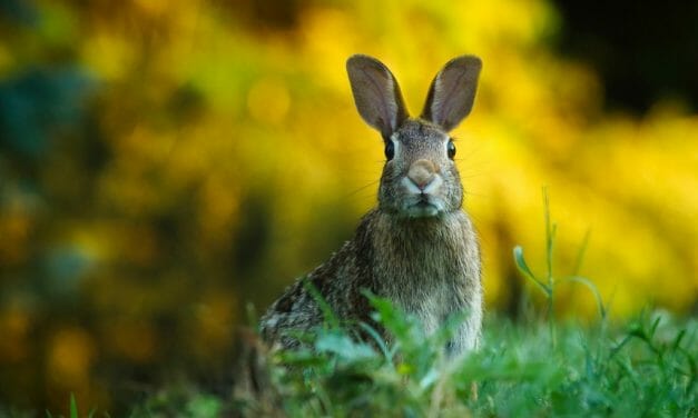 Scottish Lawmaker Proposes Bill to End Cruel Hunting of Foxes and Hares