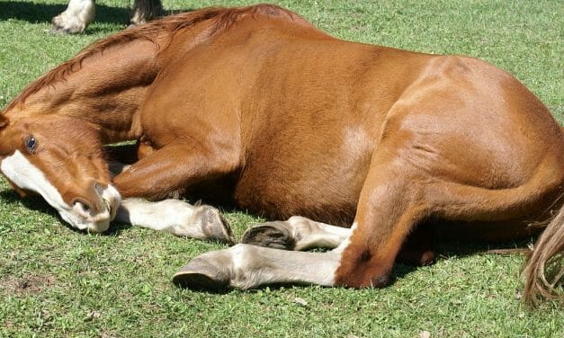 Another Horse Killed at Santa Anita Takes Death Toll to 30