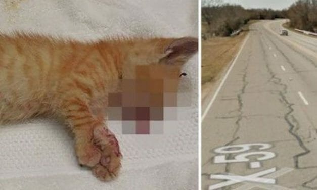 SIGN: Justice for Tiny Kittens Hurled from Truck at 70 Miles Per Hour