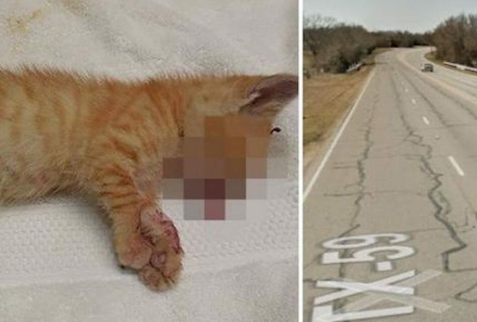 kitten thrown from highway