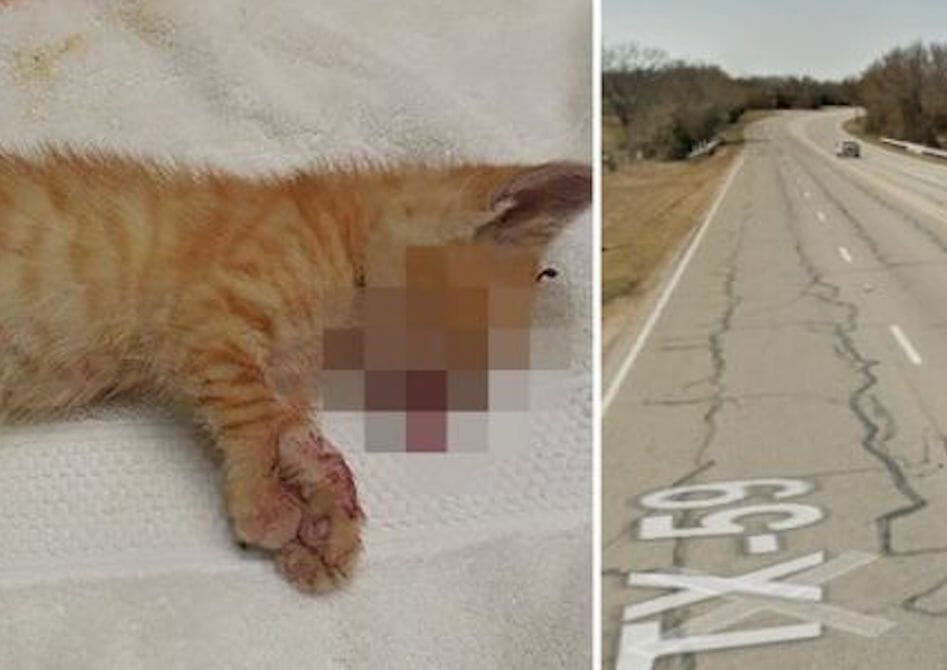 kitten thrown from highway