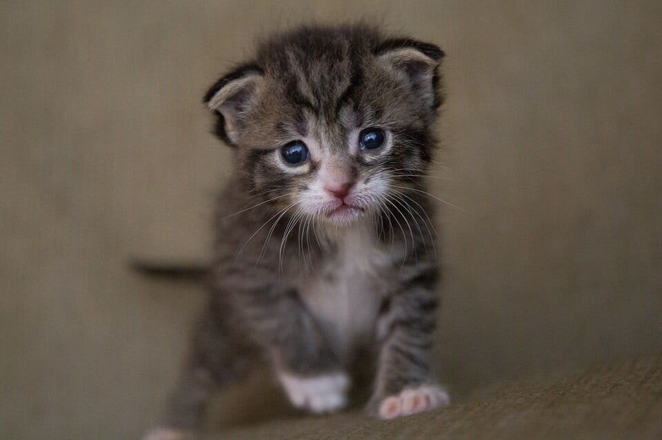 Tiny sad kitten