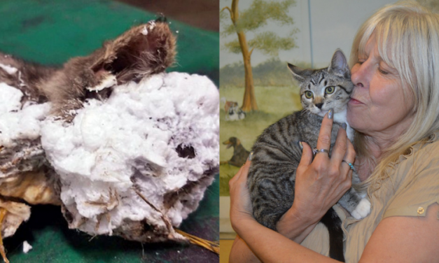 UPDATE: Kitten Cruelly Encased in Spray Foam Has Found a Forever Home