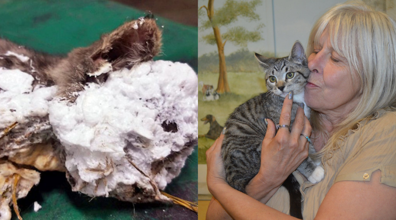 Lucky the cat saved from foam