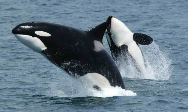 Victory for Dolphins and Whales! Canada Outlaws Keeping Cetaceans in Cruel Captivity