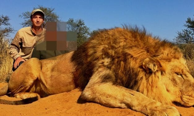 Exposed – This British Firm is Hosting Canned Lion Hunts