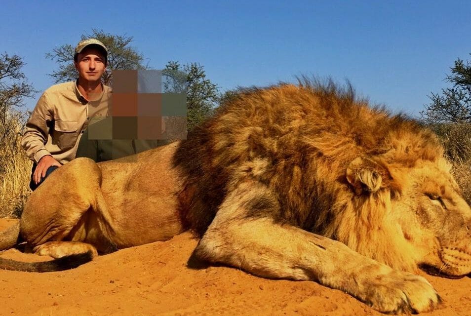 dead lion with trophy hunter