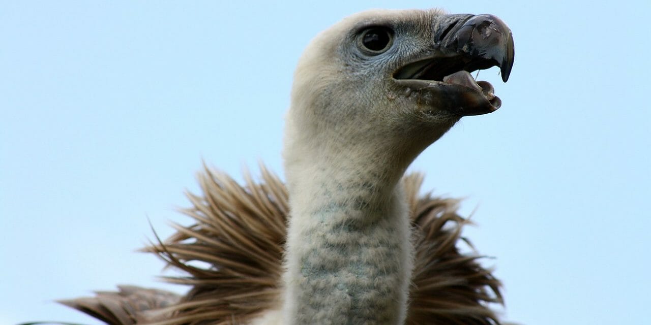 500 Endangered Vultures Killed by Eating Elephants Poisoned by Poachers