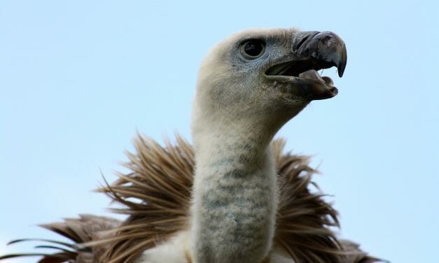 500 Endangered Vultures Killed by Eating Elephants Poisoned by Poachers