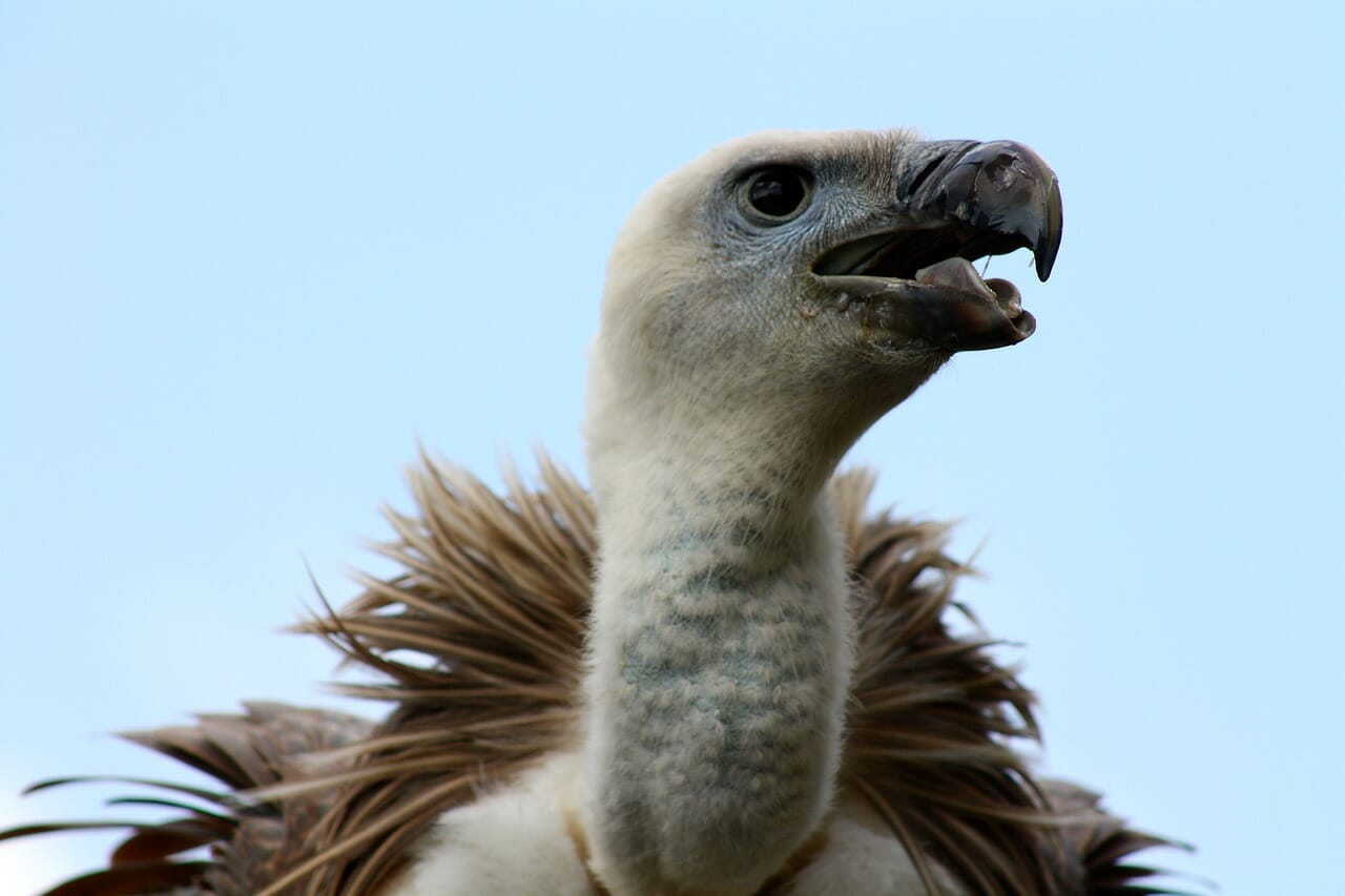 Vulture close up