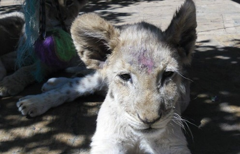 captive lion cub