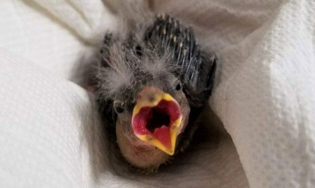 Kind But Tipsy Rescuer Calls Uber to Drive Injured Baby Bird to Safety