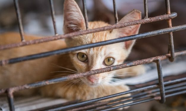 SIGN: Justice for 11 Cats and Dogs Left to Die in Abandoned House