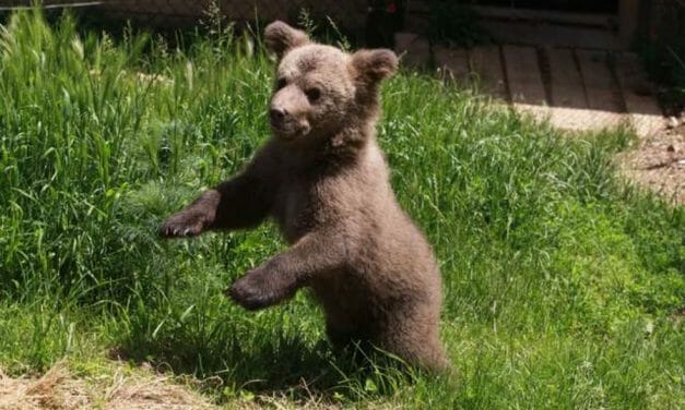 Video: Pure Joy As Rescued Bear Cub Walks On Grass For The First Time!