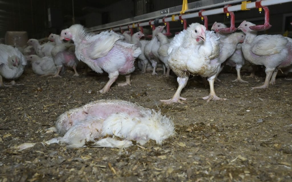 Investigation Exposes “Extreme Animal Suffering” at Red Tractor Chicken Farms