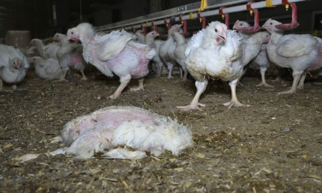 Investigation Exposes “Extreme Animal Suffering” at Red Tractor Chicken Farms