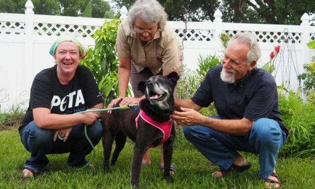 Rescued Senior Dog Spends National Mutt Day Indoors for First Time Ever