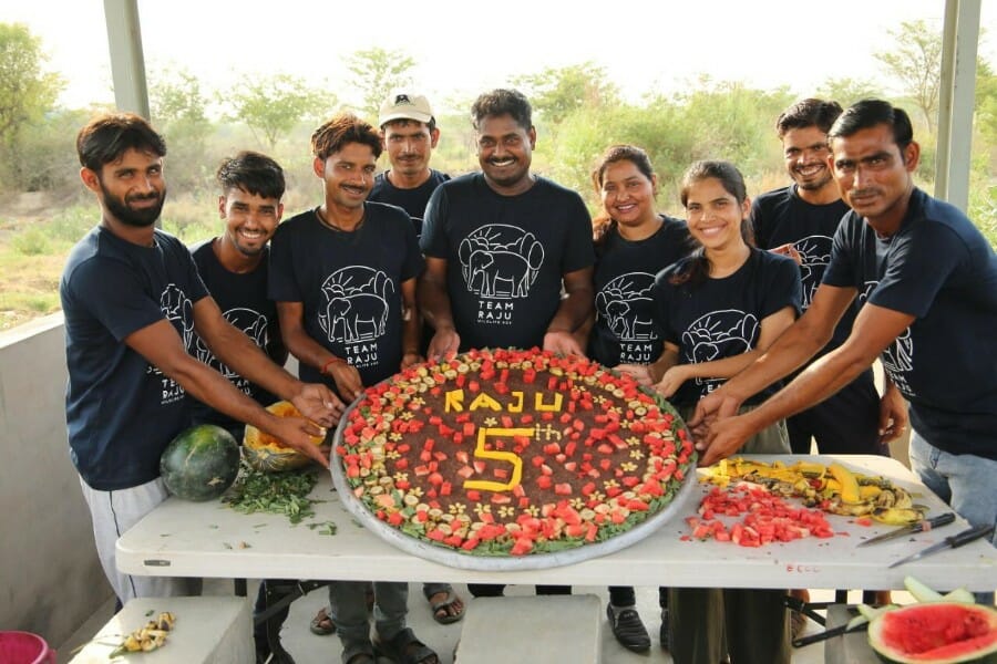 Raju the Elephant Gets A Special Cake To Celebrate His Rescue Anniversary