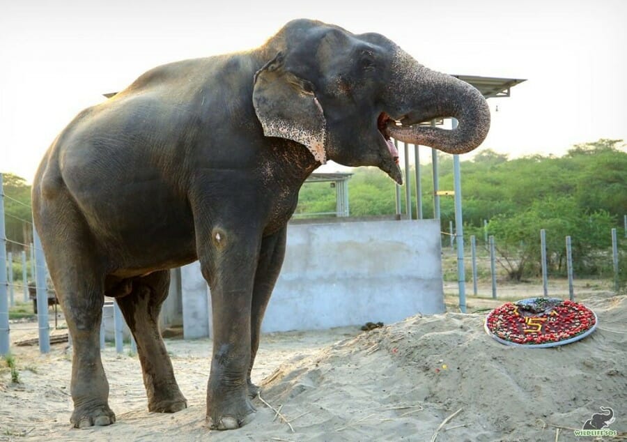 Raju the elephant eats special treats on the anniversary of his rescue. Get involved in helping animals at Lady Freethinker.